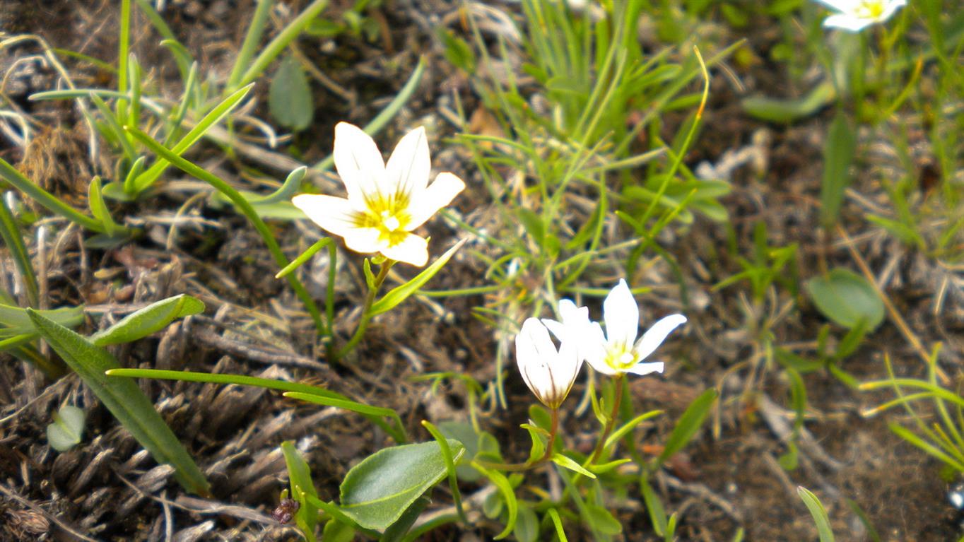 Lloydia serotina / Falangio alpino